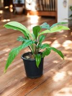 Jungle King, Anthurium Ellipticum