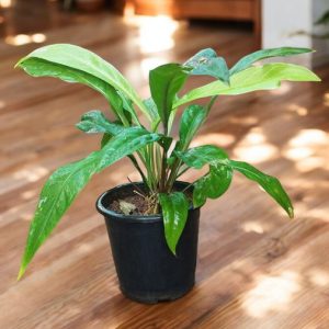 Jungle King, Anthurium Ellipticum