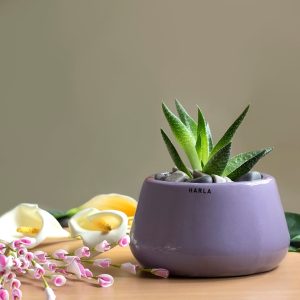 Ceramic Bowl Planter Tulip Fantasy - Bowl