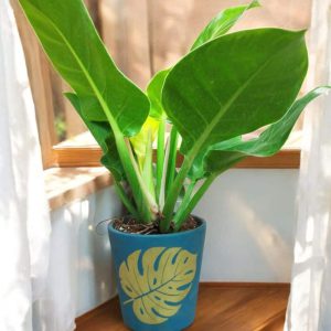 Philo Gold in Leaf print terracotta pot