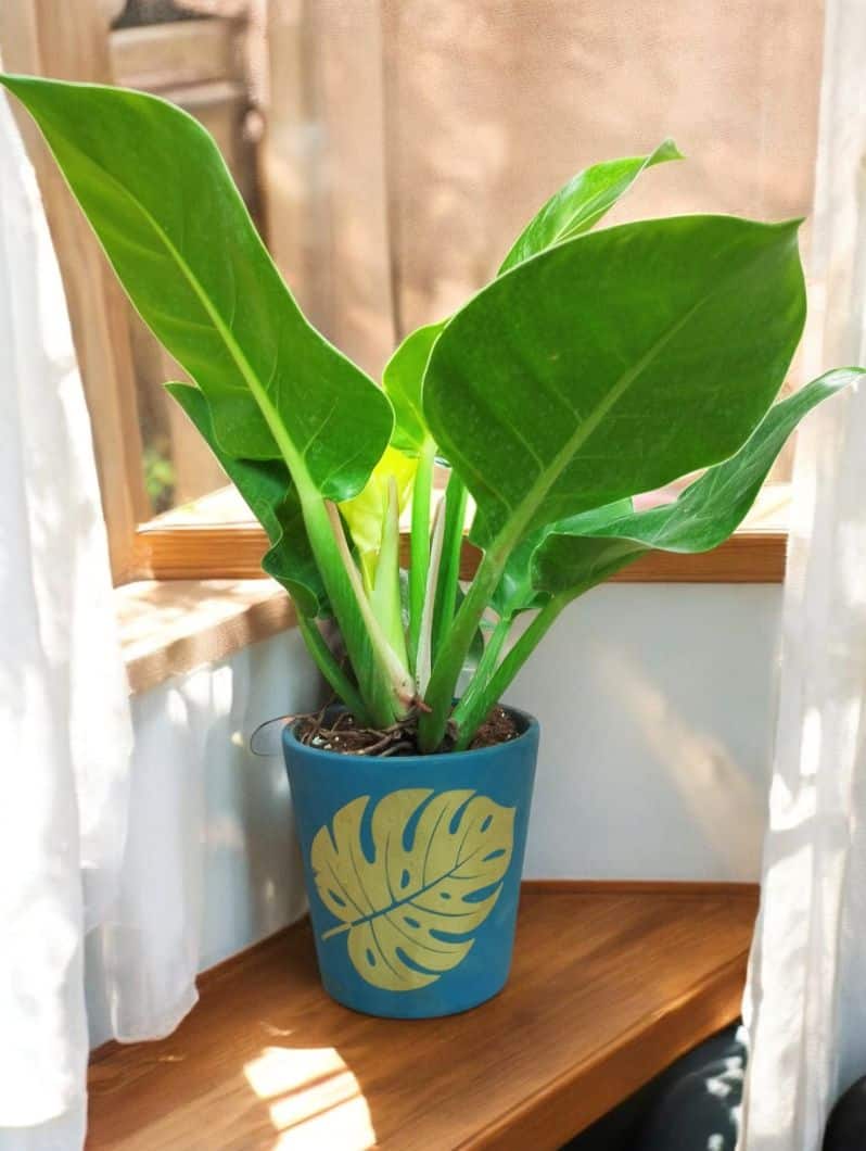 Philo Gold in Leaf print terracotta pot