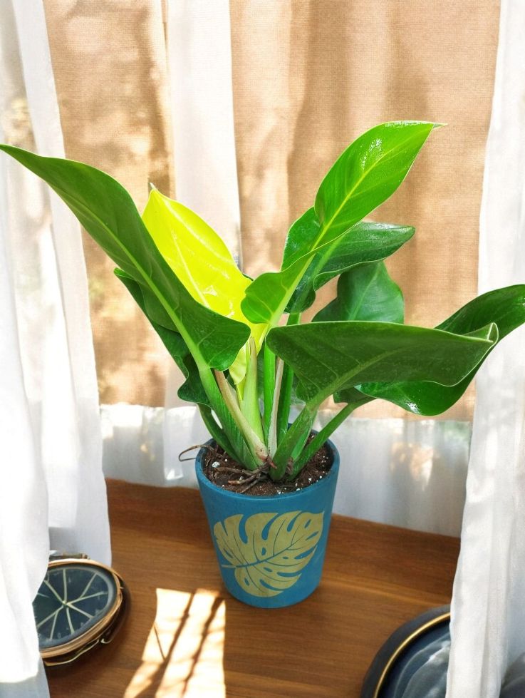 Philo Gold in Leaf print terracotta pot - Image 3