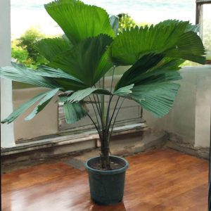 Licuala Grandis Palm | Ruffled Fan Palm – Plant (3.6 ft)
