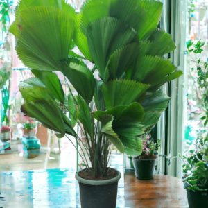 Licuala Grandis | Ruffled Fan Palm – Plant (5 ft)