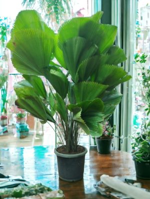 Licuala Grandis | Ruffled Fan Palm – Plant (5 ft)