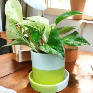 Marble Money plant in Dulo ceramic pot