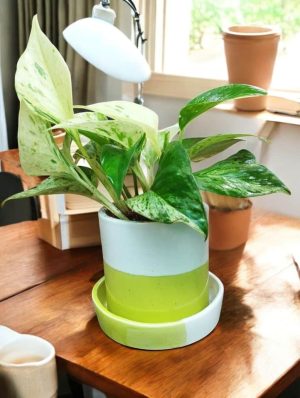 Marble Money plant in Dulo ceramic pot