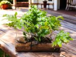 Monarch Fern on a Wooden Log