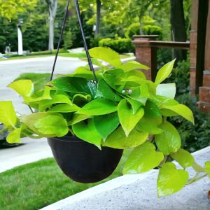 Money Plant Golden in Hanging Pot