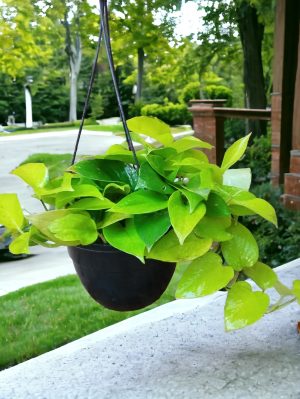 Money Plant Golden in Hanging Pot