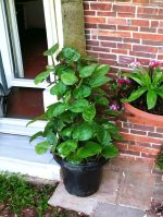 Money plant With Moss Stick