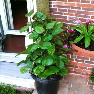 Money plant With Moss Stick