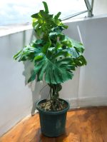 Monstera Deliciosa aka Split-leaf Monstera plant