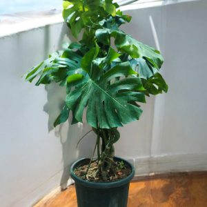 Monstera Deliciosa aka Split-leaf Monstera plant