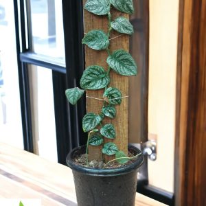Monstera Dubia