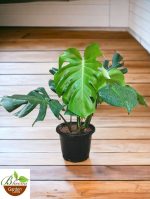 Monstera Deliciosa aka Split-leaf philodendron plant