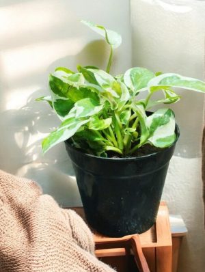Epipremnum Aureum NJoy, NJoy Pothos,  NJoy Money Plant