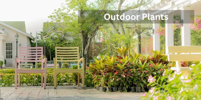 Outdoor Plants
