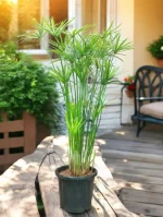 Papyrus Umbrella Plant (Cyperus alternifolius) -  3.5 ft