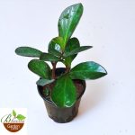 Peperomia Black Knight