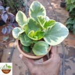 Peperomia Variegated