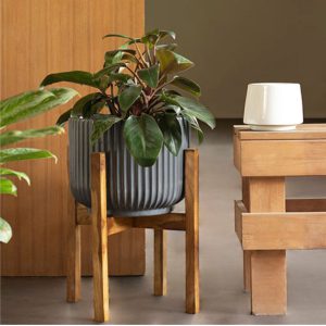 Pheonix with Wooden Stand