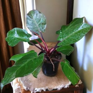 Philodendron Black Cardinal | Congo Black