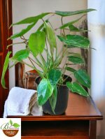 Philodendron Burle Marx
