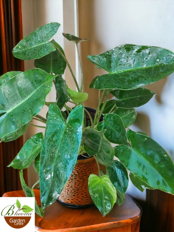 Burle Marx Philo - Image 2