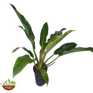 Rojo Congo Philodendron