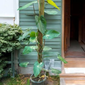 Philodendron Emerald Green - 5 ft