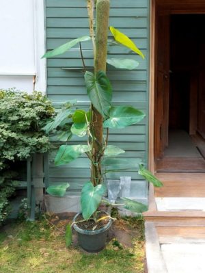 Philodendron Emerald Green - 5 ft