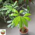 Philodendron Goeldii