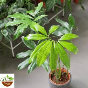 Philodendron Goeldii