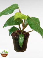 Philodendron Imperial Green Mini