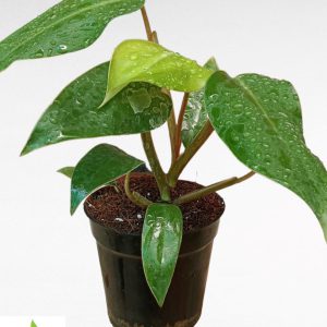 Philodendron Imperial Green Mini
