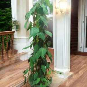 Philodendron Micans on Moss Stick (Big) - 3 Ft
