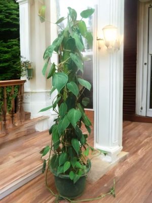Philodendron Micans on Moss Stick (Big) - 3 Ft