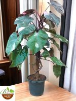 Philodendron Pink Princess (Big)