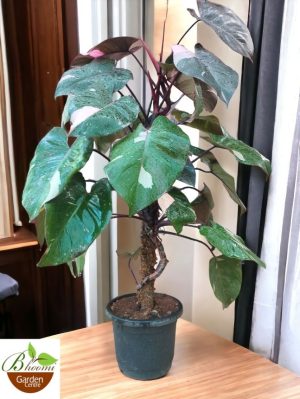 Philodendron Pink Princess (Big)