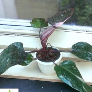Philodendron Pink Princess