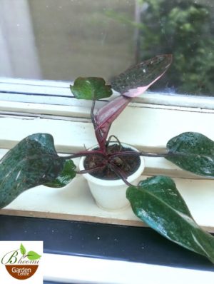 Philodendron Pink Princess