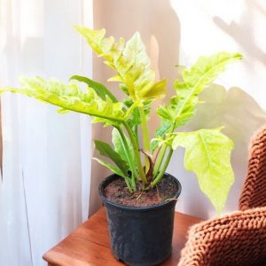 Philodendron Ring of Fire Golden