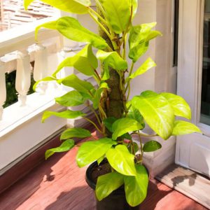 Philodendron Erubescens Gold