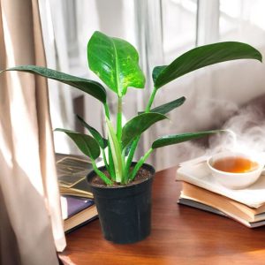 Philodendron Congo