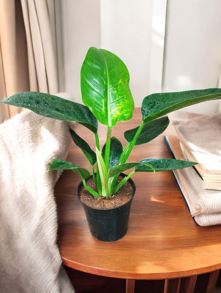 Philodendron Congo - Image 3