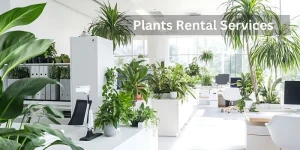 Rental Plants
