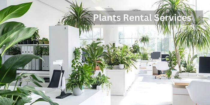 Plants Rental Services