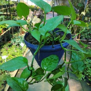 Money Plant Green (Devils Ivy) in Hanging Pot