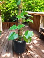 Raindrop Peperomia (Peperomia Polybotrya) on a Moss Stick